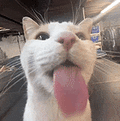 萌宠 猫咪 开心 呆萌 可爱