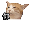 沙雕 搞笑 全部炫我嘴里 吃货猫猫
