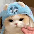 萌宠 猫咪 捏你 呆萌 可爱
