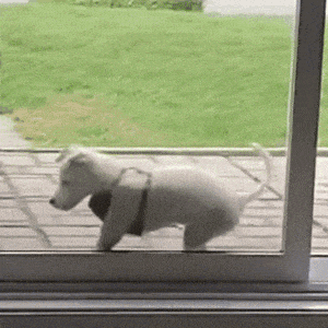 萌宠 狗狗 站 呆萌 可爱