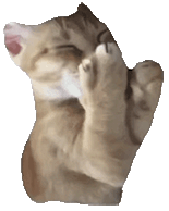 萌宠 猫咪 开心 呆萌 可爱