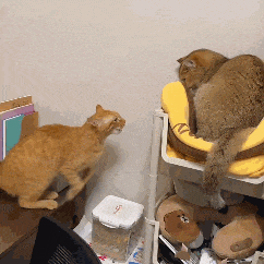 萌宠 猫咪 打 呆萌 可爱