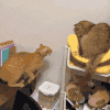 萌宠 猫咪 打 呆萌 可爱