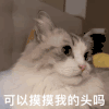 萌宠 猫咪 可以摸摸我的头吗 呆萌 可爱