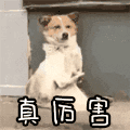 萌宠 狗狗 真厉害 呆萌 可爱