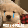萌宠 狗狗 跨起个小狗批脸 呆萌 可爱