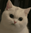 萌宠 猫咪 呆萌 可爱