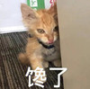 萌宠 猫星人 馋了 想吃 搞怪 呆萌