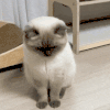 萌宠 猫咪 无聊 呆萌 可爱