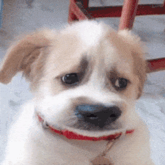 萌宠 狗狗 无奈 呆萌 可爱