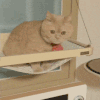 萌宠 猫咪 无奈 呆萌 可爱