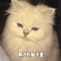 萌宠 猫咪 脑子 呆萌 可爱