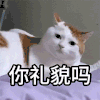 萌宠 猫咪 你礼貌吗 呆萌 可爱
