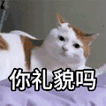萌宠 猫咪 你礼貌吗 呆萌 可爱