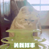 萌宠 猫咪 关我球事 呆萌 可爱