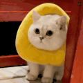 萌宠 猫咪 无辜 呆萌 可爱