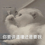 萌宠 猫咪 你要讲道理还是要我 呆萌 可爱