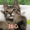 萌宠 猫咪 比心 呆萌 可爱