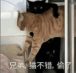 萌宠 猫咪 兄弟猫不偷偷了 呆萌 可爱