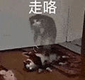 萌宠 猫咪 走咯 呆萌 可爱