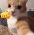 萌宠 猫咪 打拳 呆萌 可爱