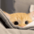 萌宠 猫咪 好奇 呆萌 可爱