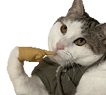萌宠 猫咪 思考 呆萌 可爱
