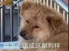 萌宠 汪星人 我怎么活成这样 无奈 呆萌 可爱