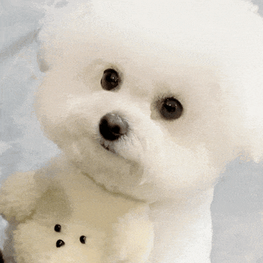 萌宠 狗狗 好奇 呆萌 可爱