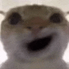 萌宠 猫咪 呆萌 可爱