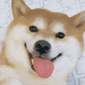 萌宠 狗狗 笑 呆萌 可爱