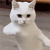 萌宠 猫咪 开心 呆萌 可爱