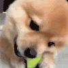 萌宠 狗狗 吃 呆萌 可爱