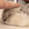 萌宠 猫咪 摸脑袋 呆萌 可爱