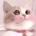 萌宠 猫咪 害羞 呆萌 可爱