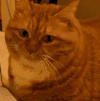 萌宠 猫咪 摸摸 呆萌 可爱