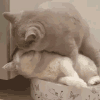 萌宠 猫咪 亲你 呆萌 可爱