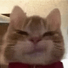 萌宠 猫咪 不开心 呆萌 可爱