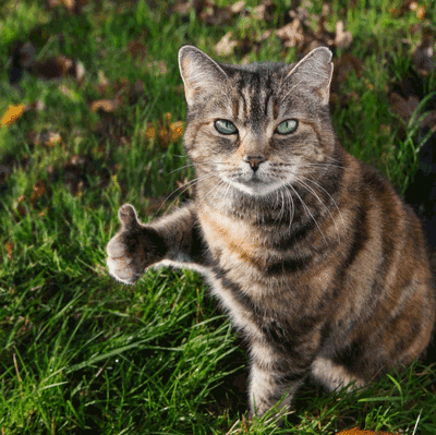 猫咪 点赞 猫猫觉得你很棒 很棒 大拇指