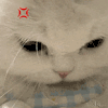萌宠 猫咪 生气 呆萌 可爱