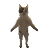 猫meme 可爱 搞怪 沙雕
