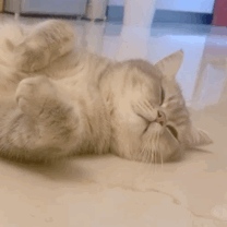 萌宠 猫咪 躺着 呆萌 可爱