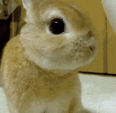 兔子三秒 gif图片