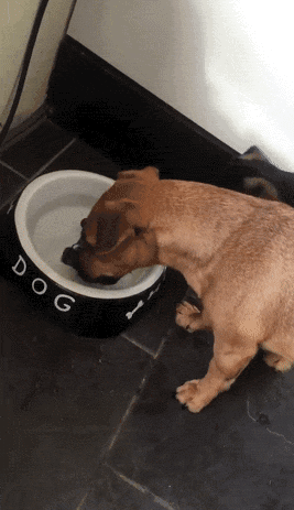 狗狗喝水表情包图片