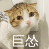 萌宠 猫咪 巨怂 呆萌 可爱