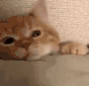 萌宠 猫咪 睡觉 呆萌 可爱
