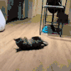 萌宠 猫咪 打滚 呆萌 可爱