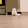 萌宠 猫咪 好奇 呆萌 可爱