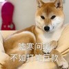 萌宠 汪星人 嘘寒问暖 不如打笔巨款 搞怪 呆萌