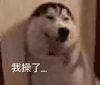 萌宠 狗狗 我操了 呆萌 可爱